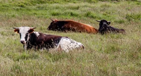 3 free range cattle sitting in a tall grassy field Stock Photos