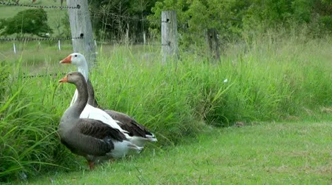 3 geese Stock Footage 10577425