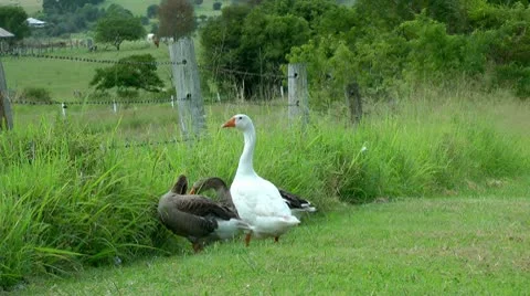 3 geese Stock Footage 10577577
