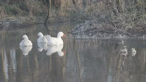 3 geese Video stock 168226028