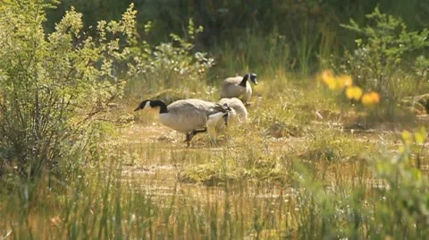 3 geese foraging Stock Footage 10752234