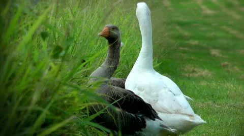 3 geese in a green field Видео 10577421