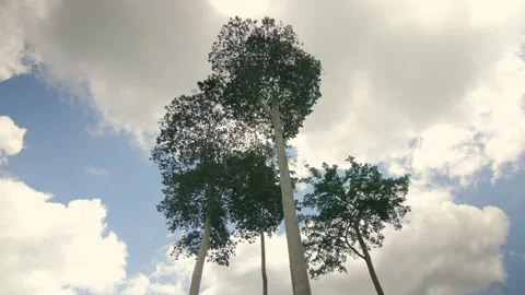 3 giant trees in the sky with big trunks, in Ivory Coast Stock Footage 221553070