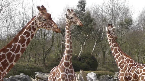 3 Giraffes Stock Footage 22515909