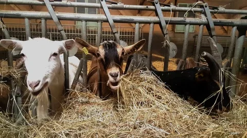 3 goats at feeding time Video stock 121121297
