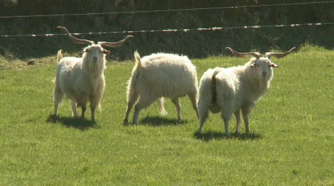 3 goats in a field Stock Footage 511858