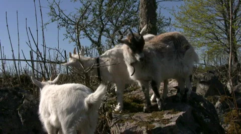 3 goats on a stone Stock Footage 522006