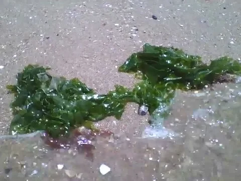 3 green seaweeds receiving the waves of the sea, filmed near of the beach Stock Footage 162147242