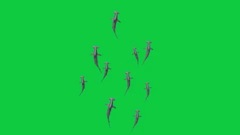 3 Hammerhead Shark School Animation – Top View Side View Underwater Silhouet Stock Footage 333018911