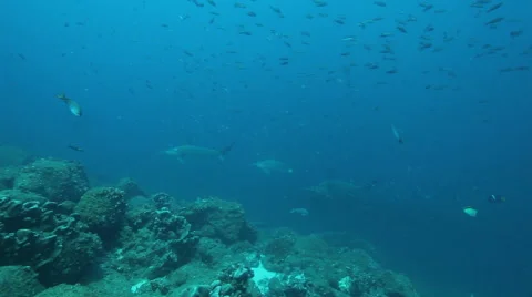 3 hammerhead sharks close to reef Vídeo Stock 42879488