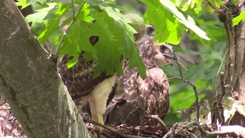 3 hawk chicks in nest closeup Stock Footage 92876597