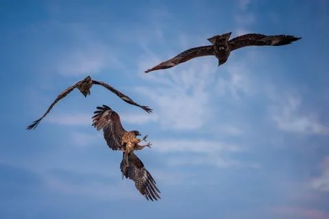 3 hawks fighting Stock Photos