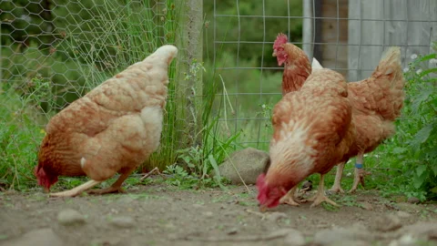 3 Hens in chicken run 動画素材 201738780