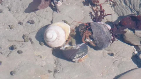 3 Hermit Crabs Fighting Over Food, Moss Beach California Stock Footage 167726101