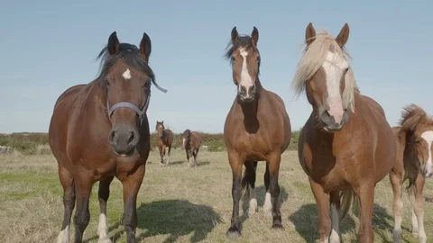 3 horses investigate camera on summer evening slowmo Stock Footage