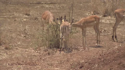 3 IMPALAS EATING Stock Footage 51558529