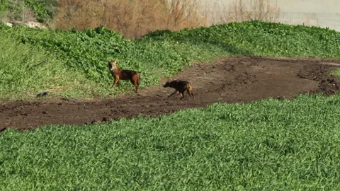 3 jackals running in the field Stock-Footage 142642392