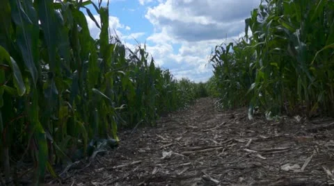 3 Kids Walking In A Corn Field Maze Stock Footage 11805836