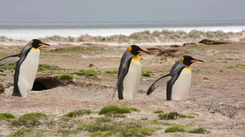 3 King Penguins walking on the beach Stock Footage 58235787