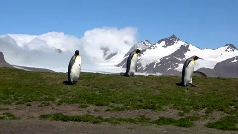 3 King penguins walking group Salisbury Plain South Georgia, 4K Stock Footage 332359130