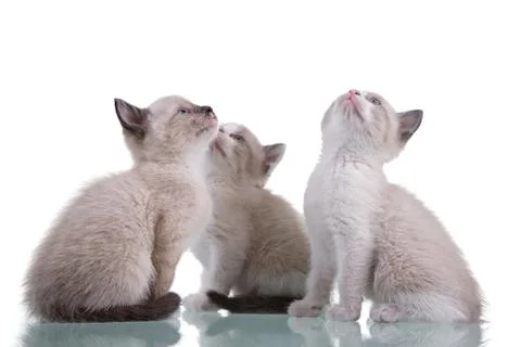 3 kittens looking up Stock Photos