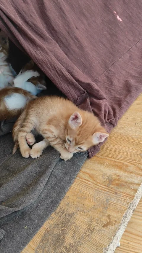 3 kittens playing funny video Video stock 242295674