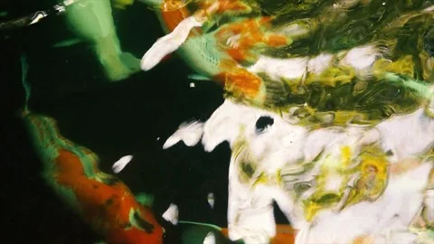3 koi fish Stock Footage 73131966