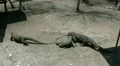 3 Komodo dragons in ranger farm area HD Footage