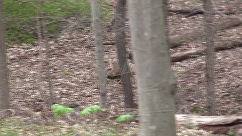 3 legged coyote running through forest far away Stock Footage 90061675