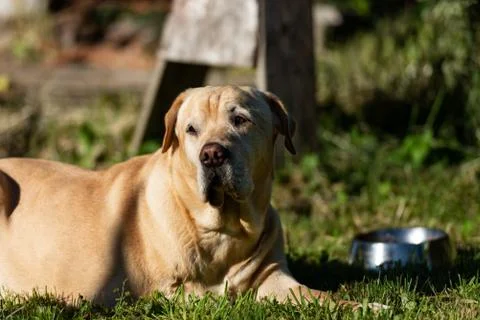 3 legged dog Stock Photos