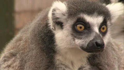 3 lemurs looking around Stock Footage 259609816