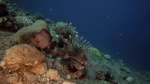3 Lion fish red sea bottom deep coral garden Stock-Footage 70892176