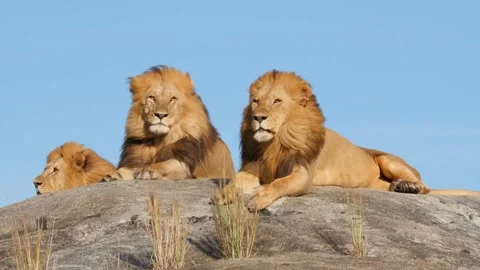 3 lions are resting Stock Footage 211700171