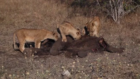 3 lions feeding in Chobe Video stock 140164366