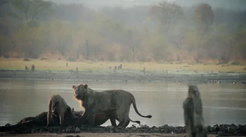 3 lions on a kill Видео 37873200