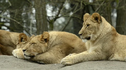 3 lions sitting on a rock, close up of sleeping lion Stock-Footage 45891597