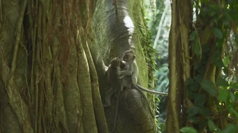 3 Little Monkeys are playing together Vidéo 338405774