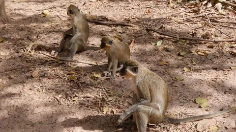 3 little monkeys with black faces Stock Footage 304981479