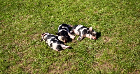 The 3 little pigs Stock Footage 234555826