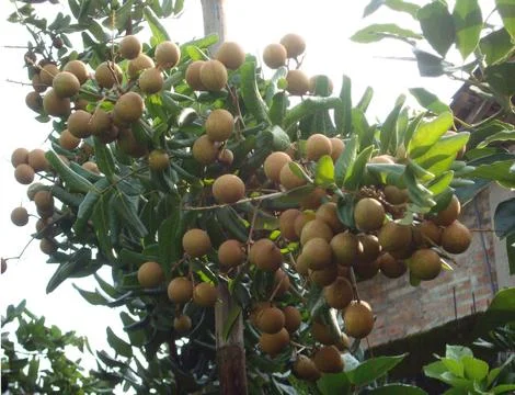 3 longan fruit  Stock Photos