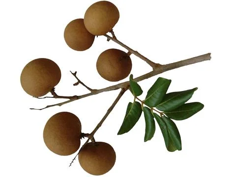 3 longan fruit  Stock Photos