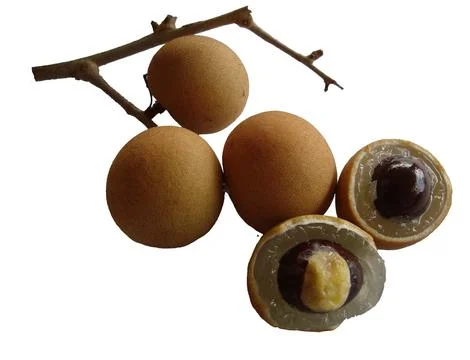 3 longan fruit  Stock Photos