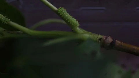 3 Luna Moth Caterpillars Stock Footage
