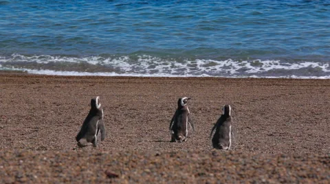 3 Magellanic penguin walking towards the ocean Stock Footage 63444987