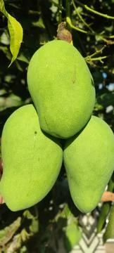 3 mangoes 库存照片