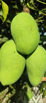 3 mangoes 库存照片
