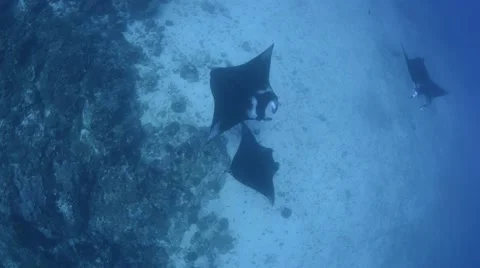 3 Manta From Above Semitrain.mp4 Stock Footage 66693871