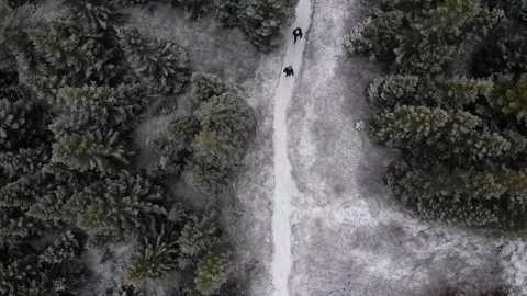 3 men walking in a icy forest in Iceland Stock Footage 158748839