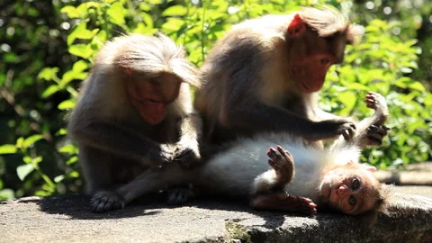 3 Monkeys grooming each other Stock Footage 233378555
