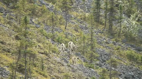 3 mountain goats. Stock Footage 10750585